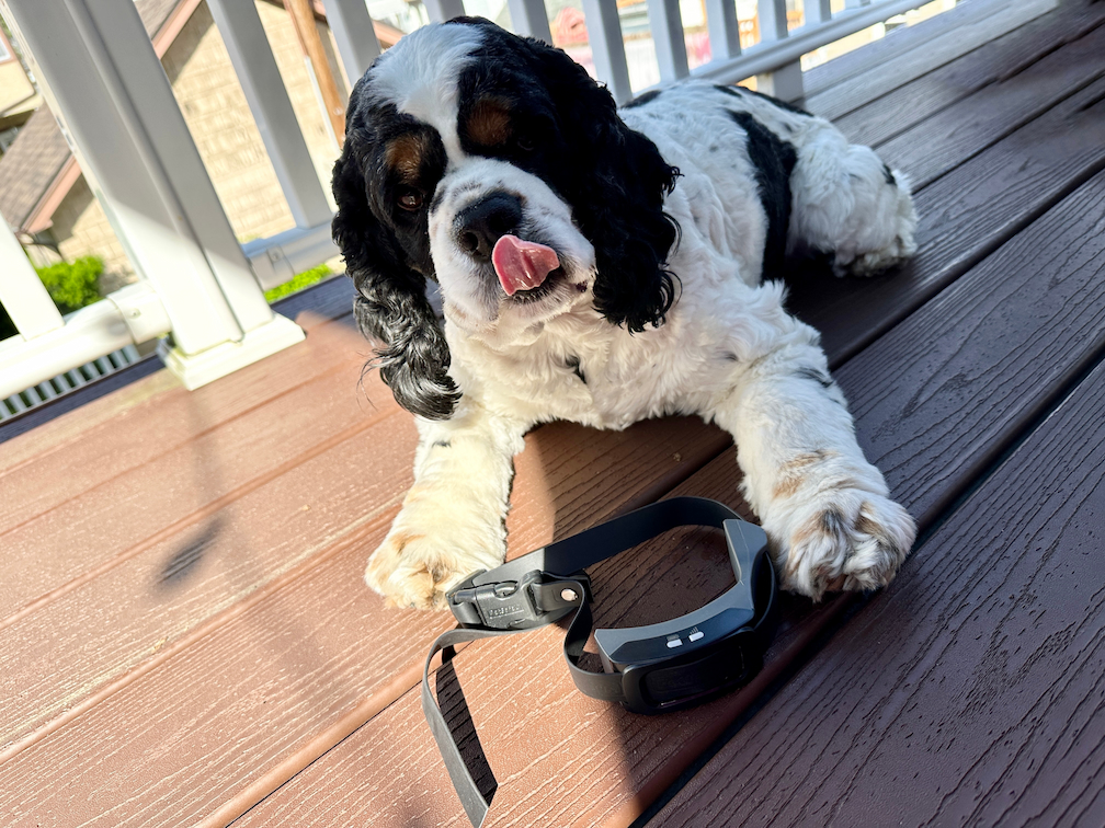 μαύρο και άσπρο spaniel που καθορίζει με κολάρο GPS που κάθεται μπροστά του