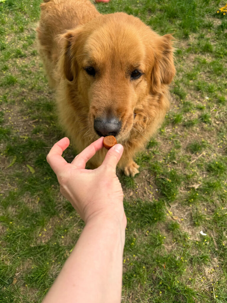 Golden Retreiver Αποδοχή Greenies Συμπλήρωμα Μάσου από τον Ιδιοκτήτη
