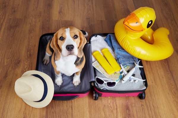Ένα σκυλί Beagle σε μια βαλίτσα με πράγματα και αξεσουάρ για ένα ταξίδι