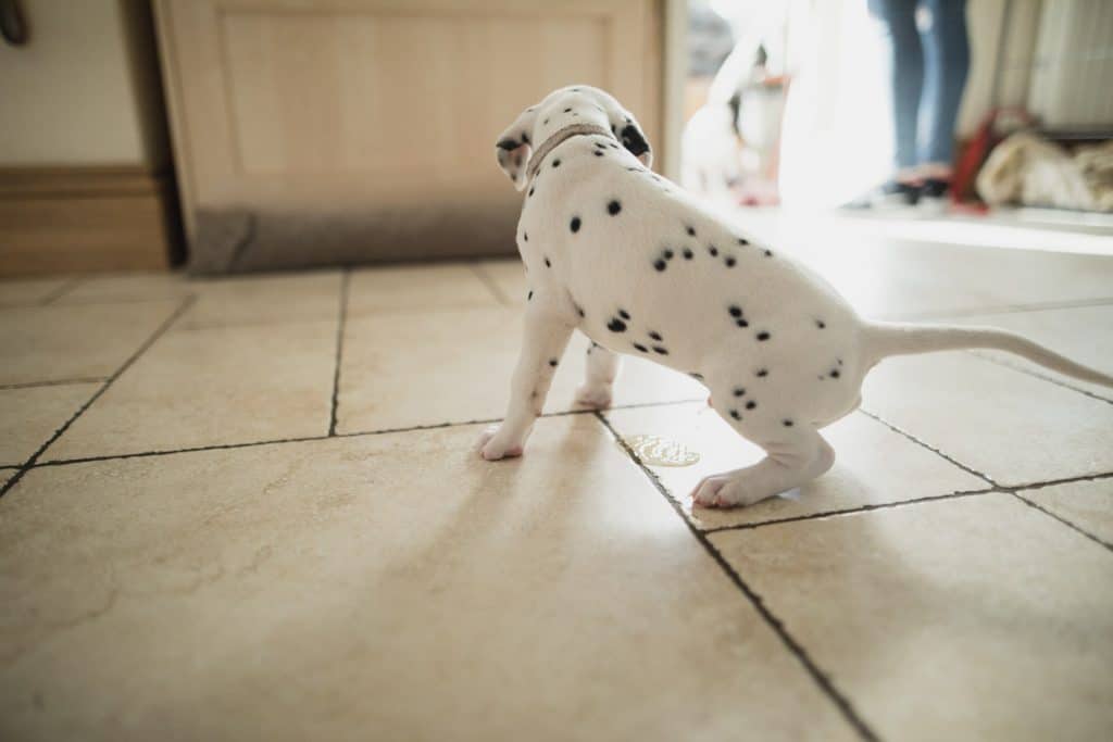 Dalmatian Puppy House Rapiling