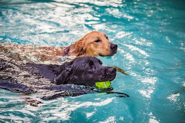 Ένα μαύρο εργαστήριο και ένα κουτάβι χρυσό retriever που διασκεδάζουν να παίζουν fetch στην πισίνα τους